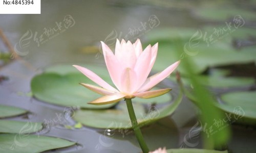 肾的指标高意味着什么-肾指标高症状有哪些、肾指标高要警惕的三种病 -肾指标高症状网